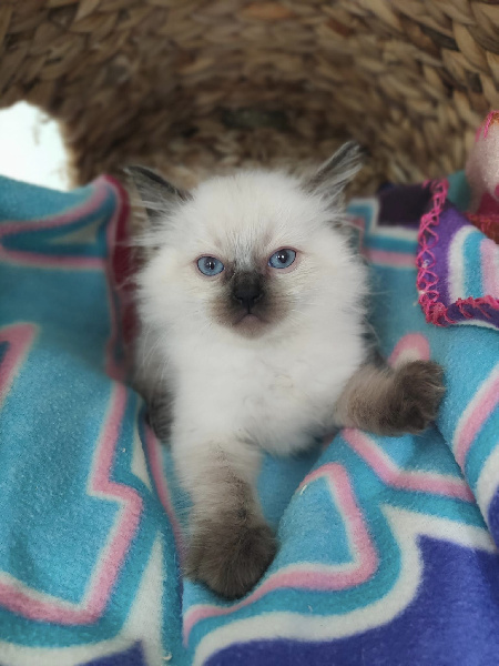 chaton Ragdoll De La Déesse Séléné