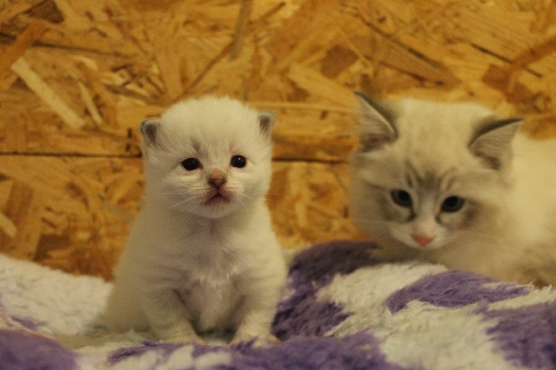 chaton Ragdoll De La Déesse Séléné