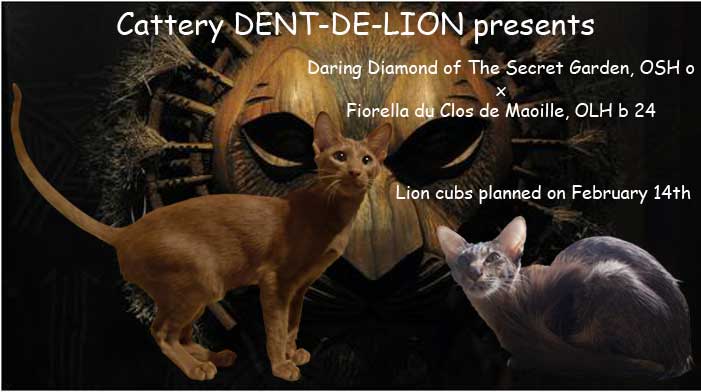 Des Dent-de-lion - Oriental - Portée née le 13/02/2013