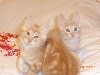 Des Rêves Du Sérail - 04/11/21 : 2 chatons à réserver 