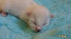 Des Rêves Du Sérail - 14/06/17 : Les chatons sont nés !