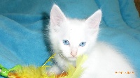 Femelle blanche yeux bleus