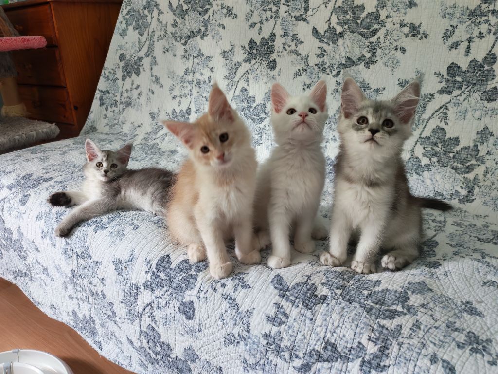 De Kentansta - Tous les bébés ont trouvé de doux foyers 