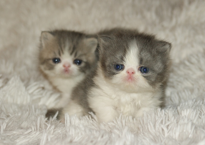 Du Clos De Bastet - Exotic Shorthair - Portée née le 18/03/2013