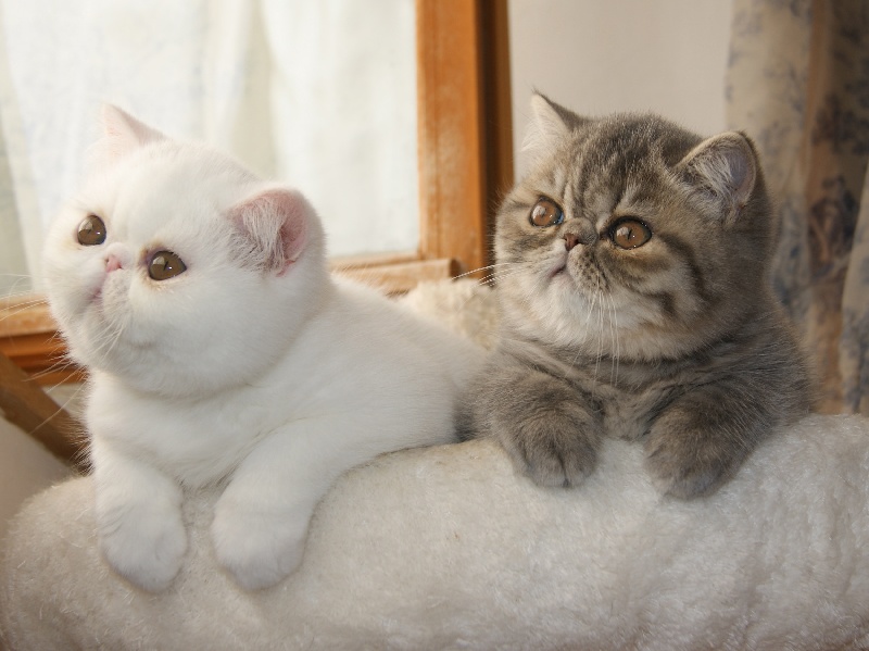 Du Clos De Bastet - Exotic Shorthair - Portée née le 28/07/2014