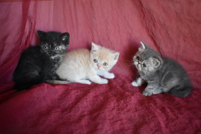 chaton Exotic Shorthair Du Royaume D'olympe