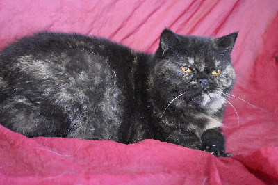 Du Royaume D'olympe - Chaton disponible  - Exotic Shorthair