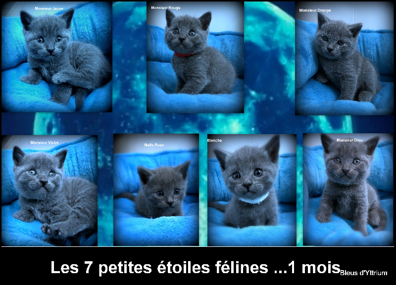 chaton Chartreux Des Bleus D'yttrium