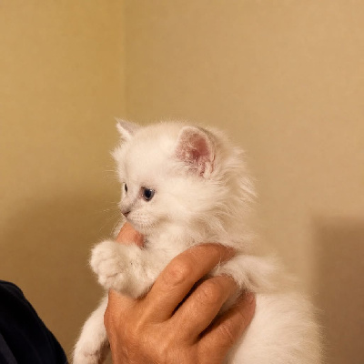 Ragdoll - Chatons Ragdoll femelle loof - Du Domaine Des Sarazins