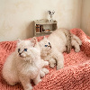 Chatons Ragdoll femelle loof Ragdoll