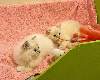 Chatons Ragdoll femelle loof Ragdoll