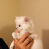 Chatons Ragdoll femelle loof Ragdoll