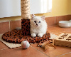 Chatons Ragdoll femelle loof Ragdoll
