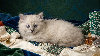 Chatons Ragdoll femelle loof Ragdoll