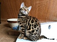 CH. Nicxia il gattopardo