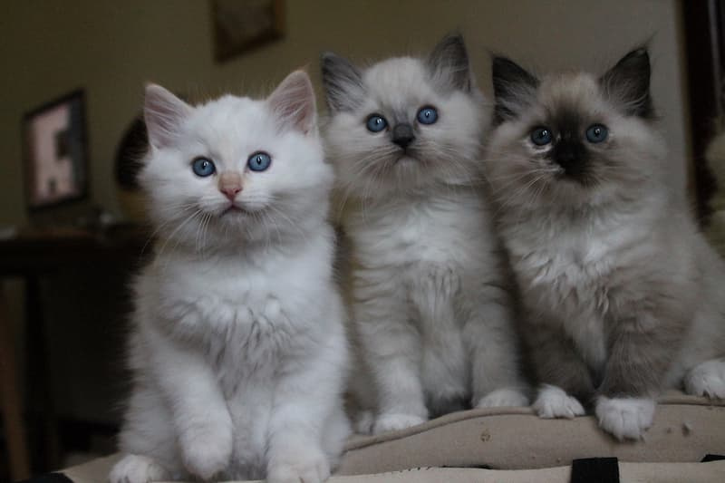 chaton Ragdoll De L'ulyssiade