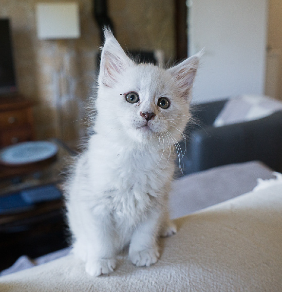 CHATON - 