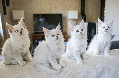 CHATON - Maine Coon