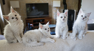 CHATON - Maine Coon