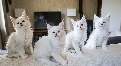 CHATON - Maine Coon