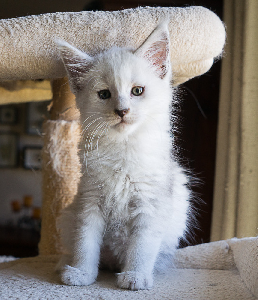 CHATON