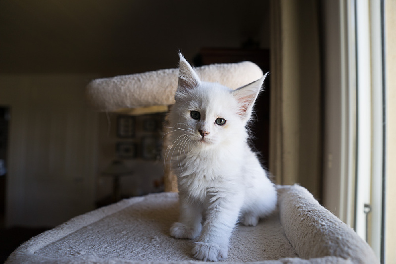 CHATON