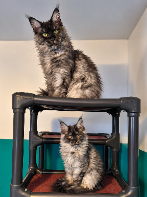 Black Draco's - Chaton disponible  - Maine Coon