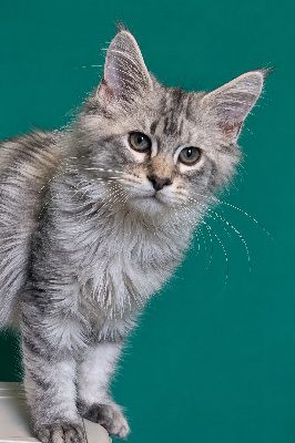 Black Draco's - Chaton disponible  - Maine Coon