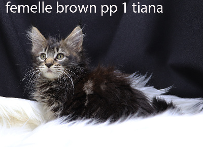 CHATON femelle brown polydactyle pp - Maine Coon