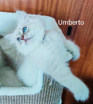 Umberto - Sibérien