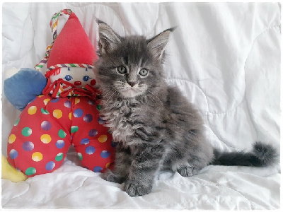 Zainecoon's - Chaton disponible  - Maine Coon