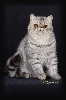 de mulligatawny - Mâle exotic shorthair bleu silver spotted tabby