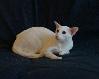 Of Beugnycats - Chaton disponible  - Oriental