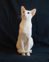 Of Beugnycats - Chaton disponible  - Oriental