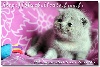 Des Bluebellcats - Les chatons 2012 ont un mois
