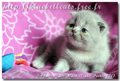 Des Bluebellcats - Les chatons 2012 ont un mois