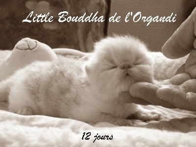 De L'organdi - Little Bouddha 12 jours