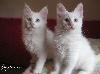 d'angora'mour - Des chatons sont disponible !