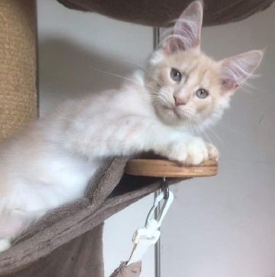 Patayan - Chaton disponible  - Maine Coon
