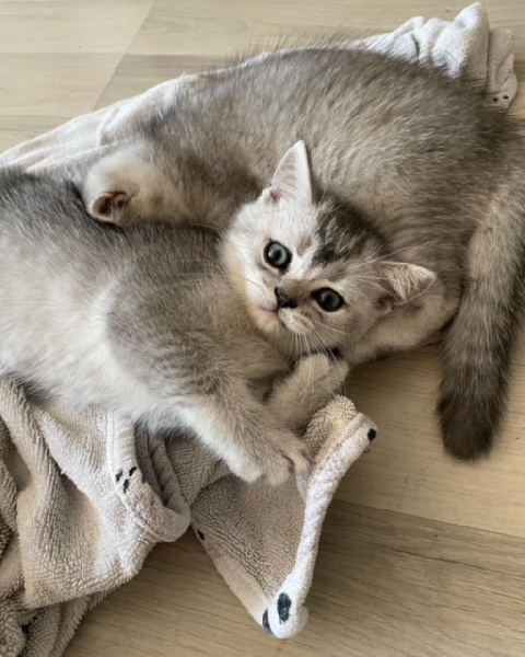 Of British Story - British Shorthair et Longhair - Portée née le 23/08/2023