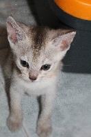 De Lord Chester - Chaton disponible  - Abyssin