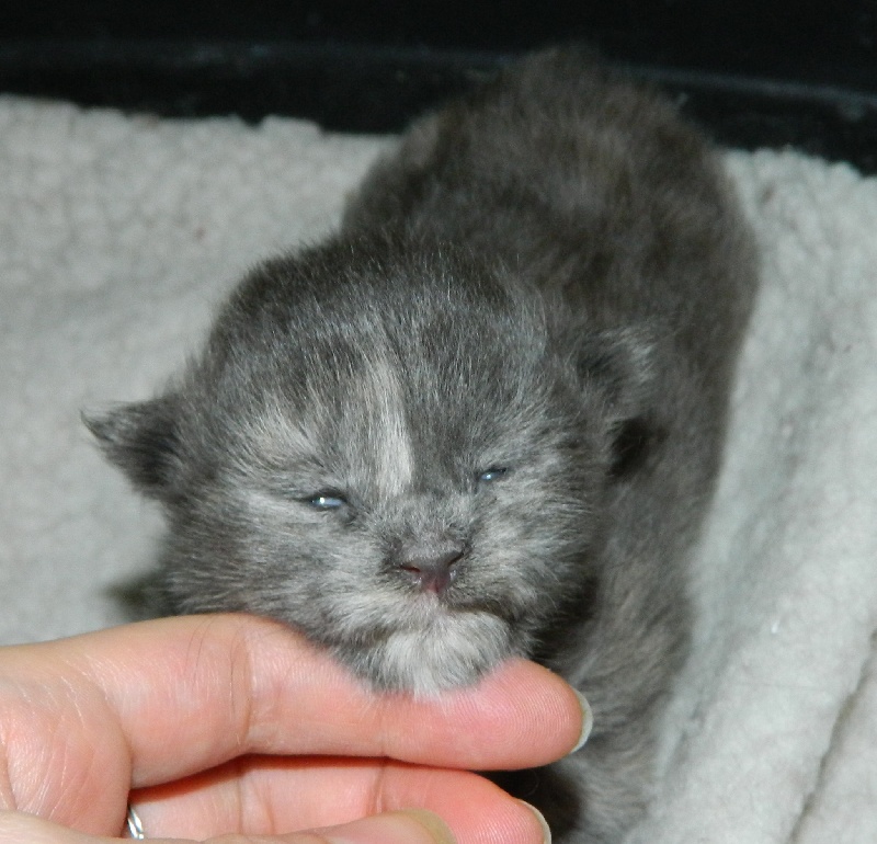 Des Rastas Coons - Chaton disponible  - Maine Coon