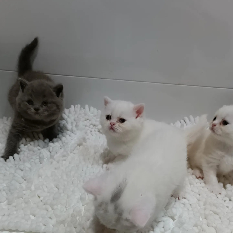 De Léomile - Chaton disponible  - British Shorthair et Longhair