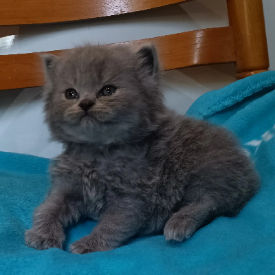 De Léomile - Chaton disponible  - British Shorthair et Longhair