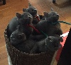 de la qua fontdivina - Magnifiques chatons disponibles