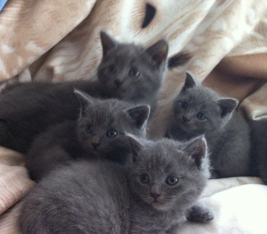 chaton Chartreux de la qua fontdivina