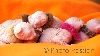 Little Buddha - 6 sphynx sont nés le 3 avril 2011