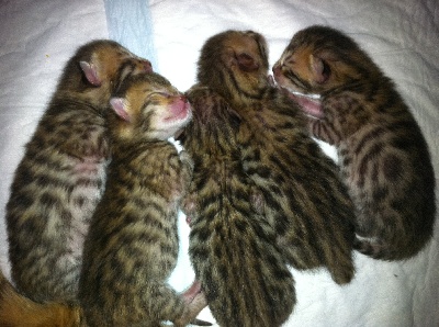 Bluebell Bengal - 5 CHATONS SONT NES LE 26 SEPTEMBRE 2011!!!