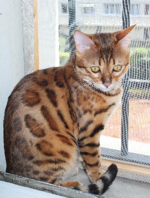 Bluebell Bengal - Gustavo of Bluebell Bengal à vendre!