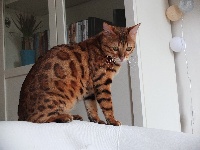 Bluebell Bengal - Chaton disponible  - Bengal